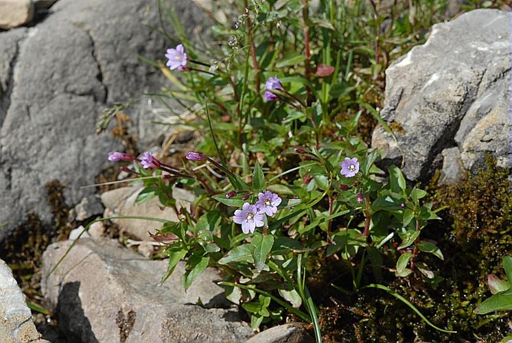 Epilobium anagallidifolium Lam. © DALMAS Jean-Pierre