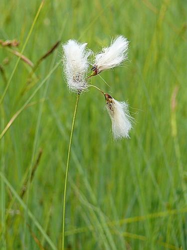 Eriophorum gracile Koch ex Roth © MIKOLAJCZAK Alexis