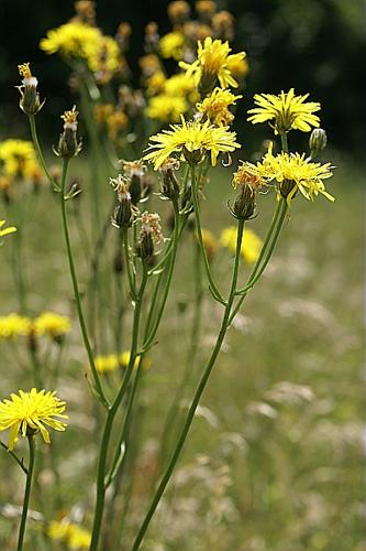 Crepis biennis L., 1753 © PACHES Gilles