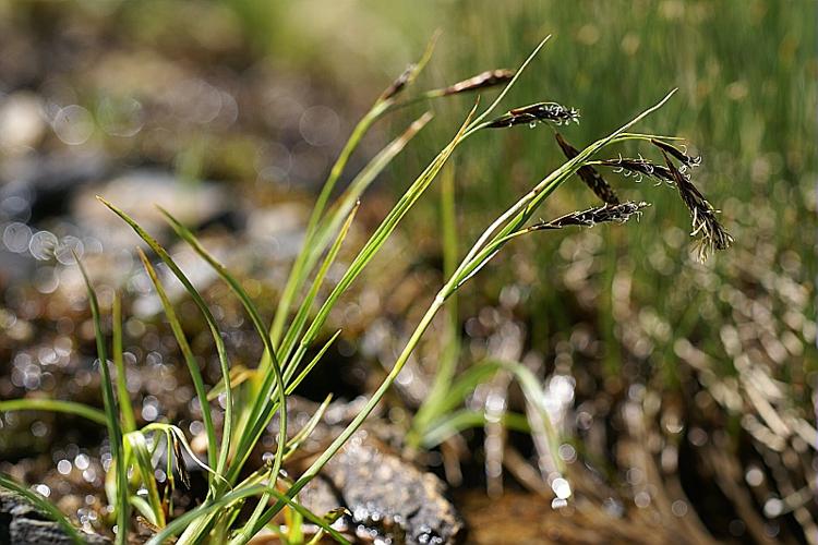 Carex frigida All. © PACHES Gilles