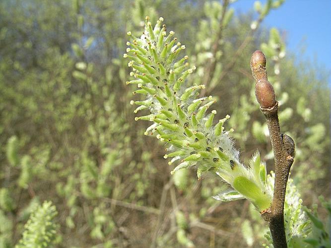 Salix cinerea L. © VILLARET Jean-Charles