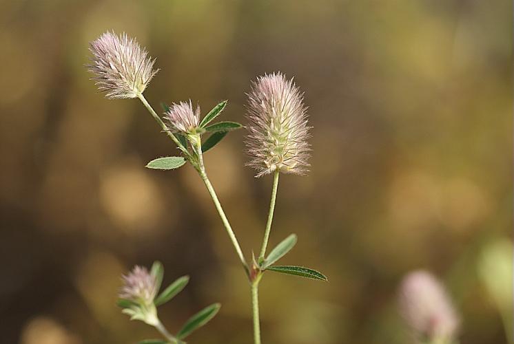 Trifolium arvense L. © BONNET Véronique