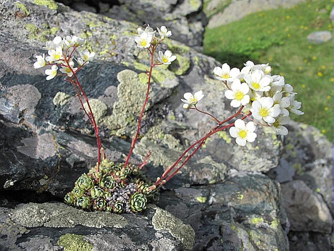 Saxifraga paniculata Miller © BILLARD Gilbert