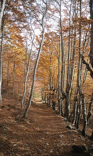 Fagus sylvatica L. © BILLARD Gilbert