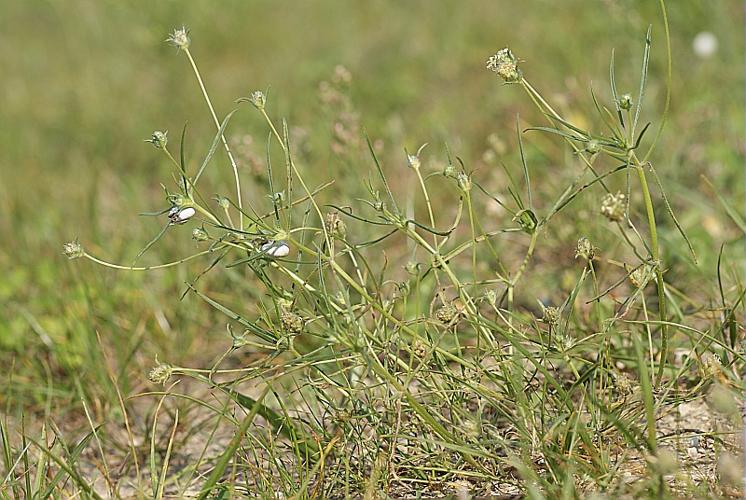 Plantago scabra Moench subsp. scabra © BONNET Véronique