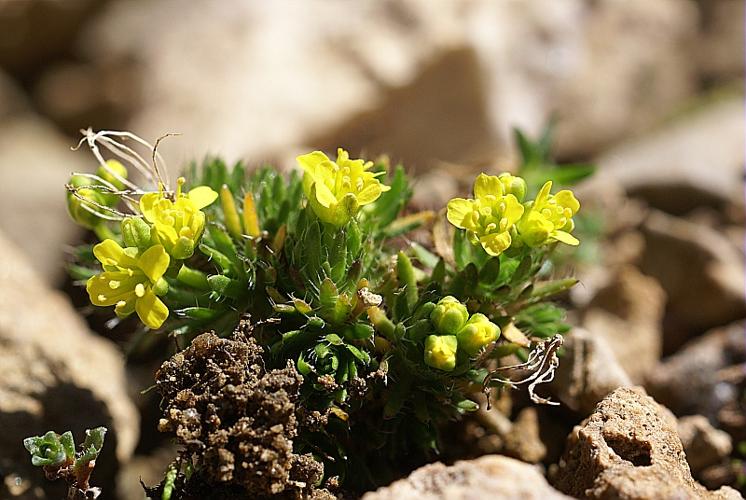 Draba hoppeana Reichenb. in Moessler © PACHES Gilles