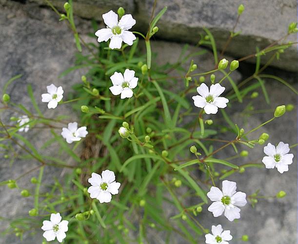 Silene pusilla Waldst. & Kit., 1812 © VILLARET Jean-Charles