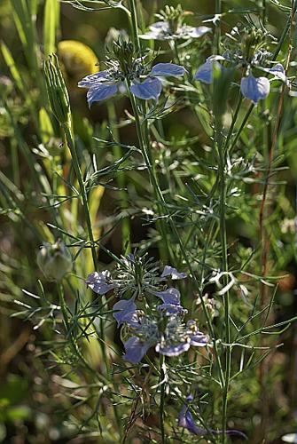 Nigella arvensis L. subsp. arvensis © PACHES Gilles