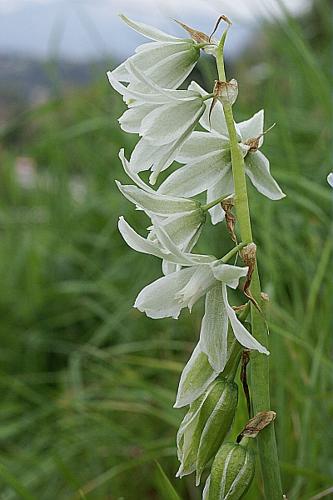 Ornithogalum nutans L. © PACHES Gilles