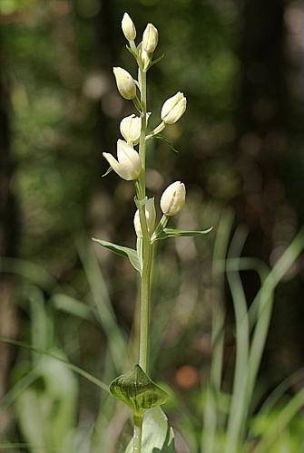 Cephalanthera damasonium (Mill.) Druce, 1906 © PACHES Gilles