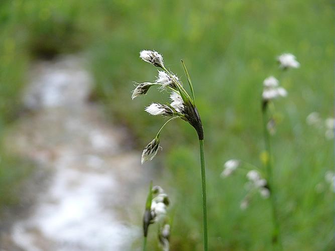 Eriophorum latifolium Hoppe © BONNET Véronique