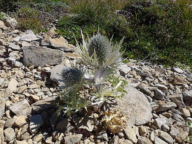 Eryngium spinalba Vill., 1779 © SANZ Thomas