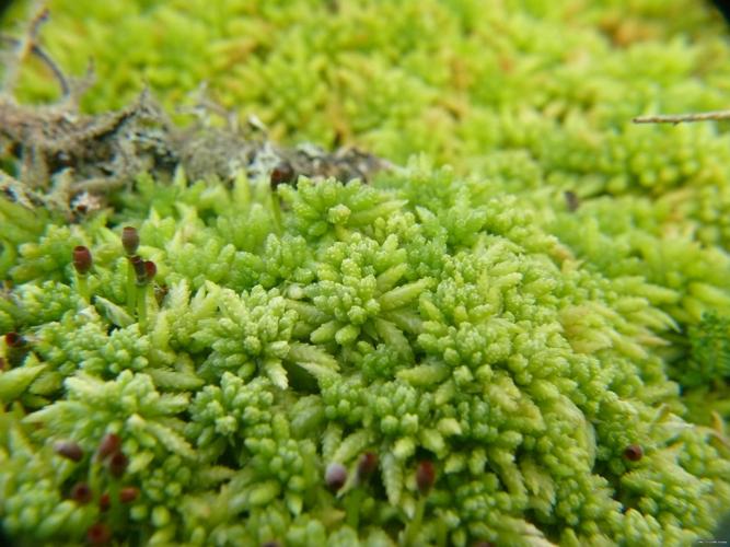 Sphagnum centrale C.E.O.Jensen © LEGLAND Thomas