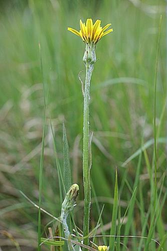 Scorzonera humilis L. © PACHES Gilles