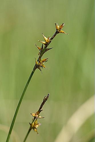 Carex echinata Murray © PACHES Gilles