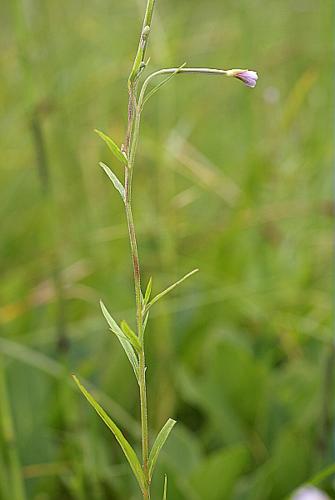 Epilobium palustre L. © PACHES Gilles