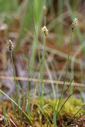 Carex dioica L. © PACHES Gilles