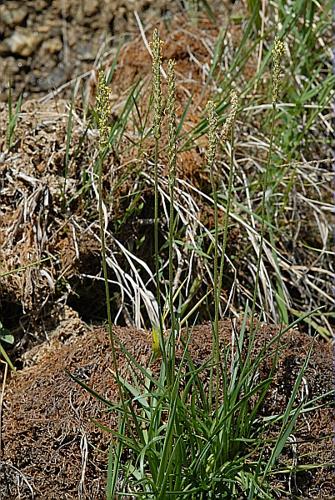 Plantago maritima L. subsp. serpentina (All.) Arcangeli © DALMAS Jean-Pierre