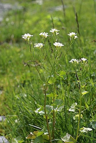 Cardamine asarifolia L., 1753 © PACHES Gilles