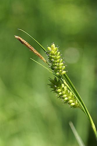 Carex pallescens L. © PACHES Gilles