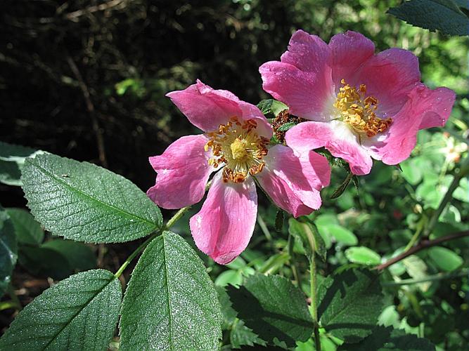 Rosa ferruginea Vill., 1779 © BILLARD Gilbert