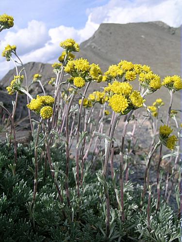 Artemisia glacialis L. © VILLARET Jean-Charles