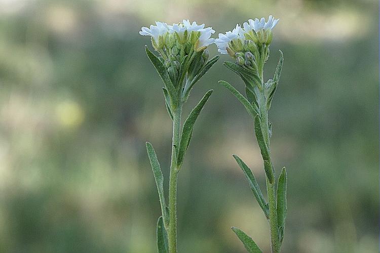 Berteroa incana (L.) DC. © PACHES Gilles