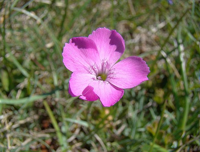 Dianthus gratianopolitanus Vill. © VILLARET Jean-Charles