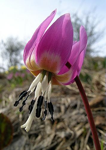 Erythronium dens-canis L. © VILLARET Jean-Charles