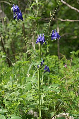 Aquilegia vulgaris L., 1753 © PACHES Gilles