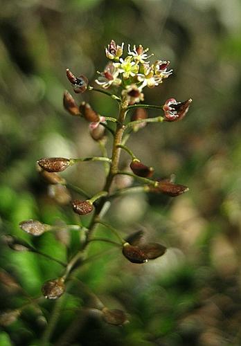 Hornungia petraea (L.) Rchb., 1838 © VILLARET Jean-Charles