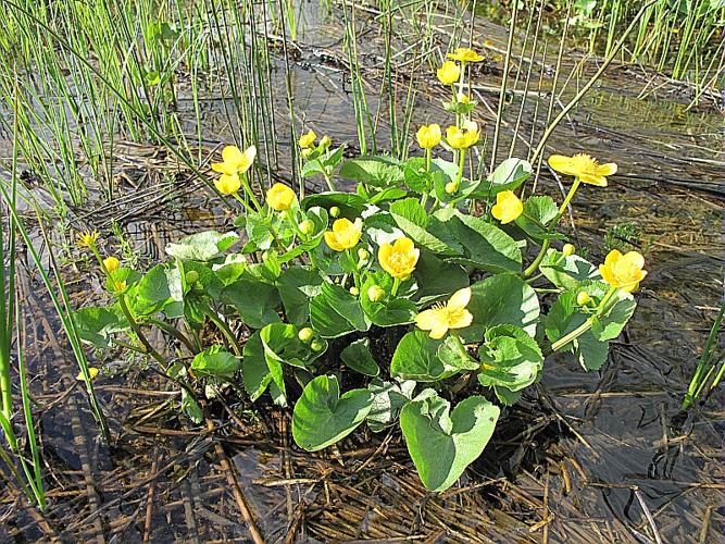 Caltha palustris L., 1753 © BILLARD Gilbert