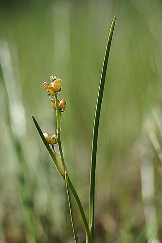 Scheuchzeria palustris L. © PACHES Gilles