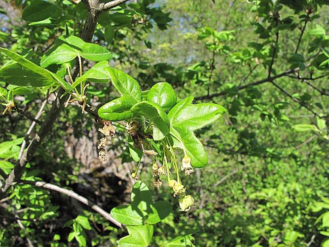 Acer monspessulanum L. © BILLARD Gilbert