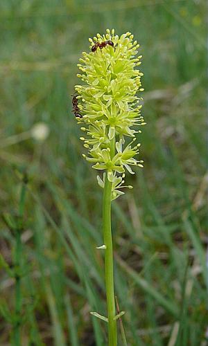 Tofieldia calyculata (L.) Wahlenb. © BONNET Véronique