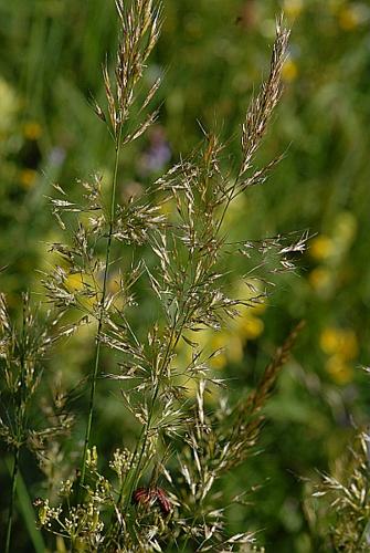 Trisetum flavescens (L.) P.Beauv. subsp. flavescens © DALMAS Jean-Pierre