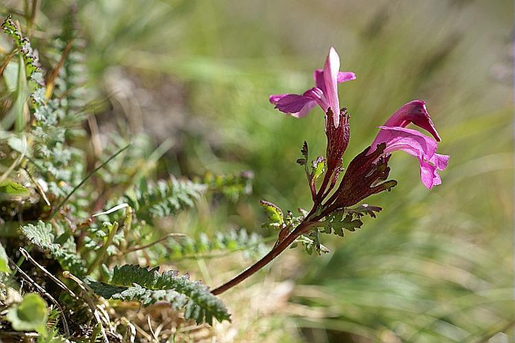 Pedicularis kerneri Dalla Torre, 1882 © PACHES Gilles