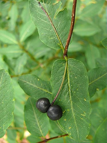 Lonicera nigra L. © VILLARET Jean-Charles