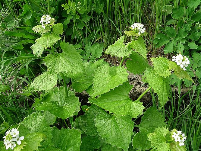 Alliaria petiolata (M.Bieb.) Cavara & Grande, 1913 © VILLARET Jean-Charles