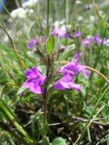 Clinopodium alpinum subsp. alpinum © VILLARET Jean-Charles