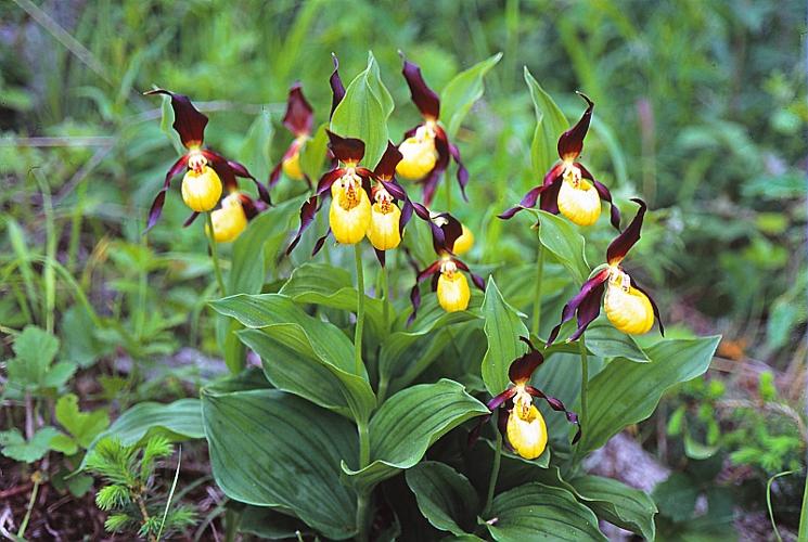 Cypripedium calceolus L. © BILLARD Gilbert