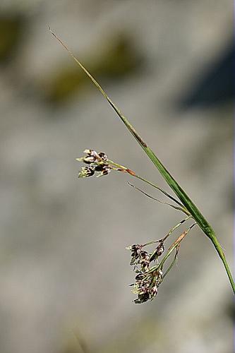 Luzula alpinopilosa (Chaix) Breistr. © PACHES Gilles