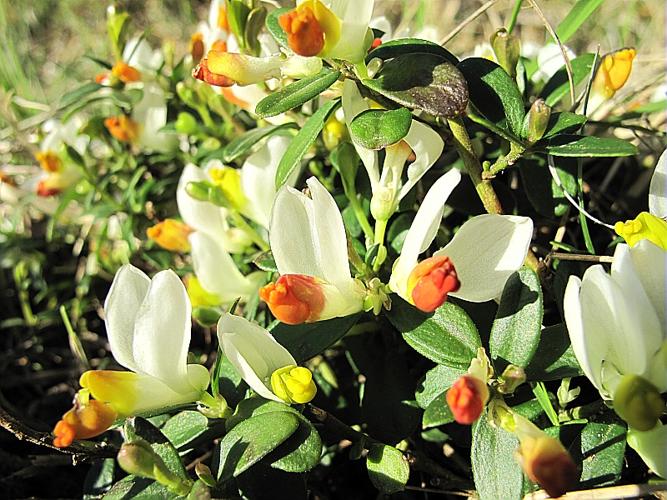 Polygala chamaebuxus L., 1753 © BILLARD Gilbert