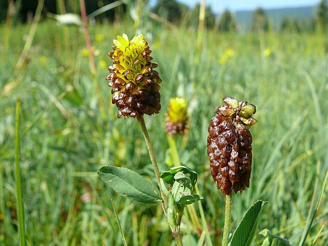 Trifolium spadiceum L. © VILLARET Jean-Charles