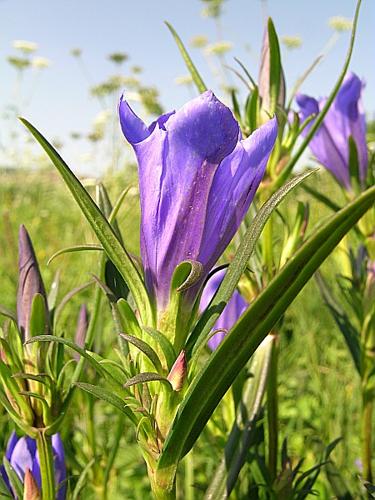 Gentiana pneumonanthe L. © VILLARET Jean-Charles