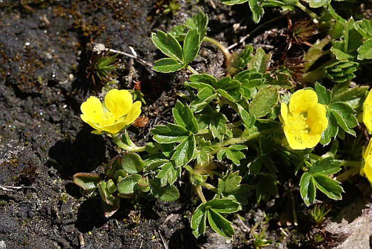 Potentilla brauneana Hoppe, 1804 © PACHES Gilles