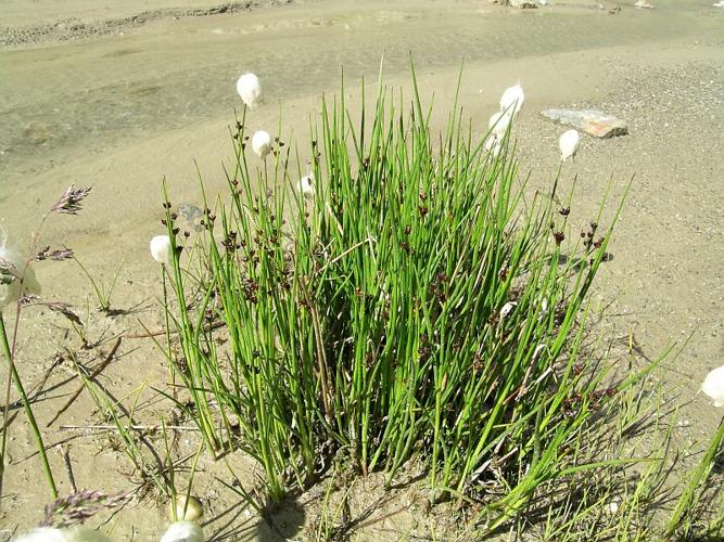 Juncus alpinoarticulatus Chaix subsp. alpinoarticulatus © VILLARET Jean-Charles