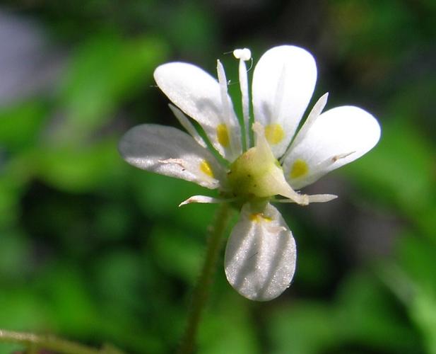 Saxifraga cuneifolia L. subsp. robusta D.A. Webb © VILLARET Jean-Charles