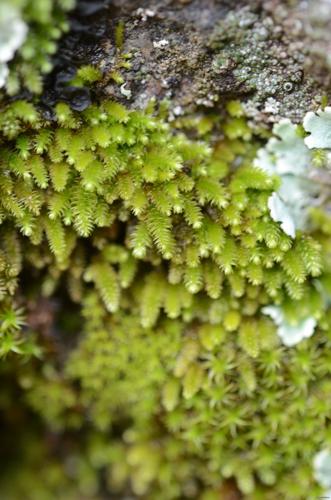 Pterogonium gracile (Hedw.) Sm. © GARRAUD Luc