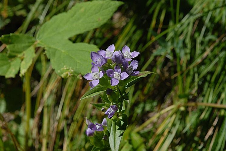 Gentianella campestris (L.) Borner © DALMAS Jean-Pierre